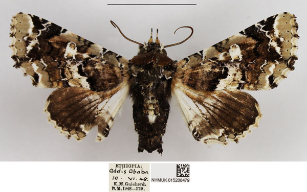 /filer/webapps/moths/media/images/A/amatrix_Eutelia_AF_NHMUK.jpg