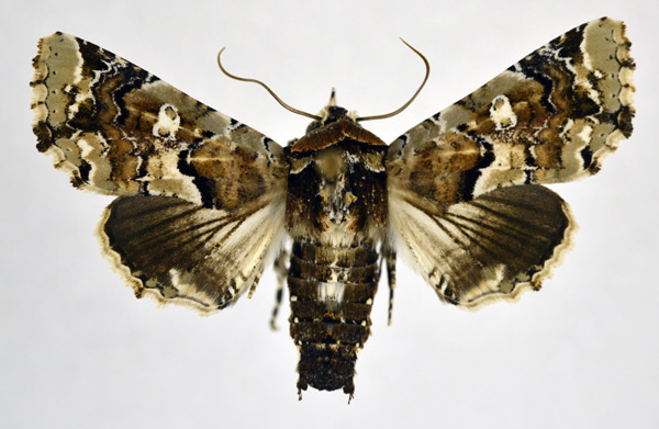 /filer/webapps/moths/media/images/A/amatrix_Eutelia_AM_NHMO.jpg