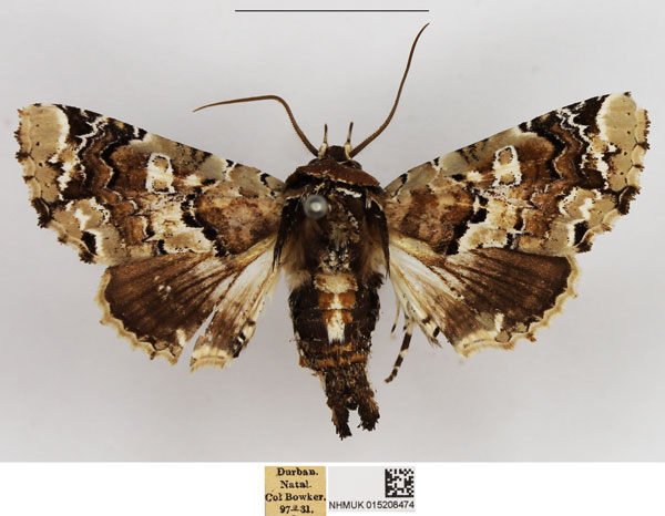 /filer/webapps/moths/media/images/A/amatrix_Eutelia_AM_NHMUK.jpg