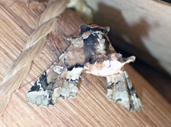 /filer/webapps/moths/media/images/A/amatrix_Eutelia_A_Bippus.jpg