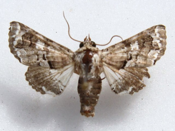 /filer/webapps/moths/media/images/A/amatrix_Eutelia_A_Goff_WRarkvK.jpg