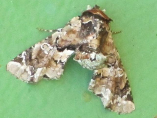 /filer/webapps/moths/media/images/A/amatrix_Eutelia_A_Stanton.jpg