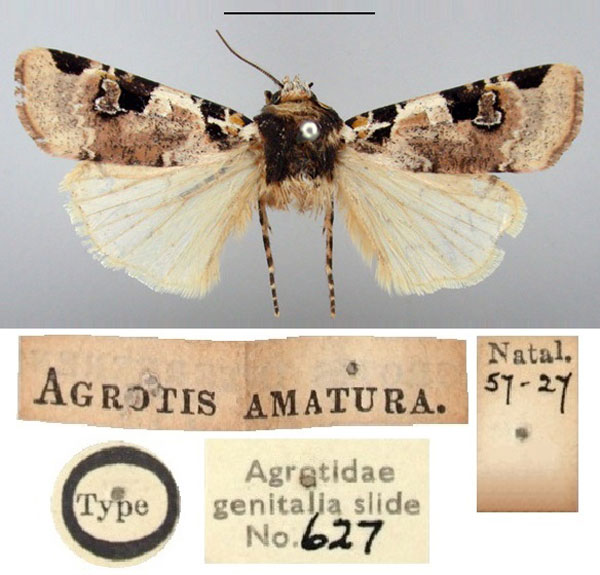 /filer/webapps/moths/media/images/A/amatura_Agrotis_HT_BMNH.jpg