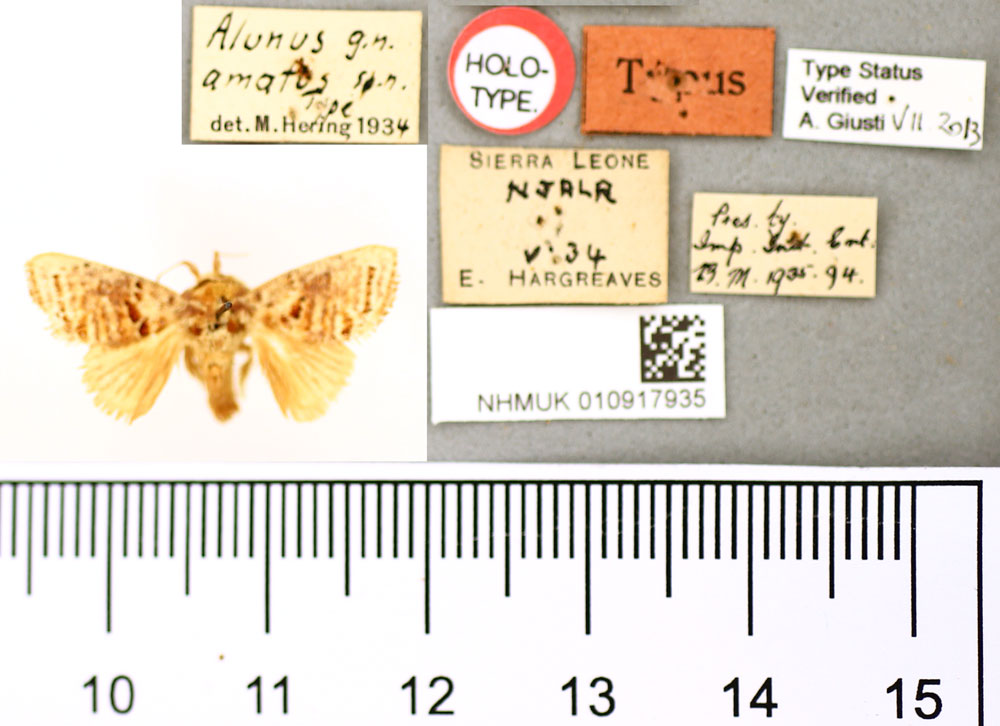 /filer/webapps/moths/media/images/A/amatus_Alunus_HT_BMNH.jpg