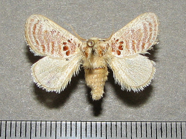 /filer/webapps/moths/media/images/A/amatus_Lepidorytis_A_Goff_01.jpg