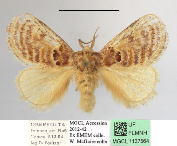 /filer/webapps/moths/media/images/A/amatus_Lepidorytis_A_MGCLa_01.jpg