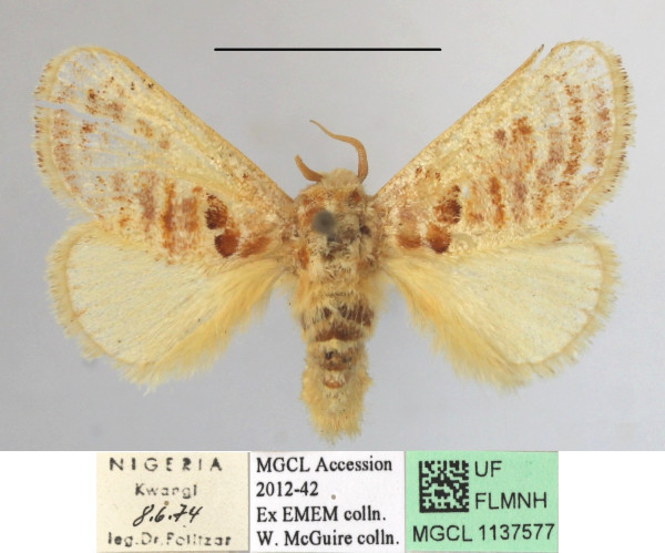 /filer/webapps/moths/media/images/A/amatus_Lepidorytis_A_MGCLa_02.jpg
