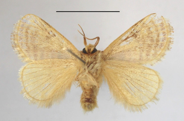 /filer/webapps/moths/media/images/A/amatus_Lepidorytis_A_MGCLb_01.jpg