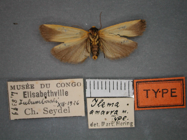 /filer/webapps/moths/media/images/A/amaura_Eilema_HT_RMCA_02.jpg