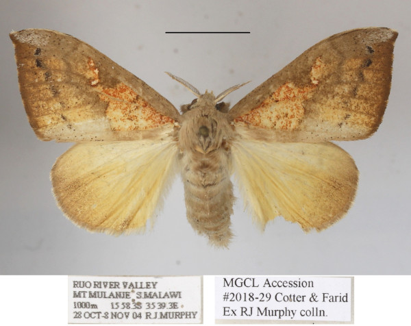 /filer/webapps/moths/media/images/A/amaura_Laelia_AF_MGCLa_04.JPG