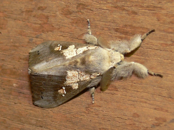 /filer/webapps/moths/media/images/A/amaura_Laelia_AM_Goff_02.JPG