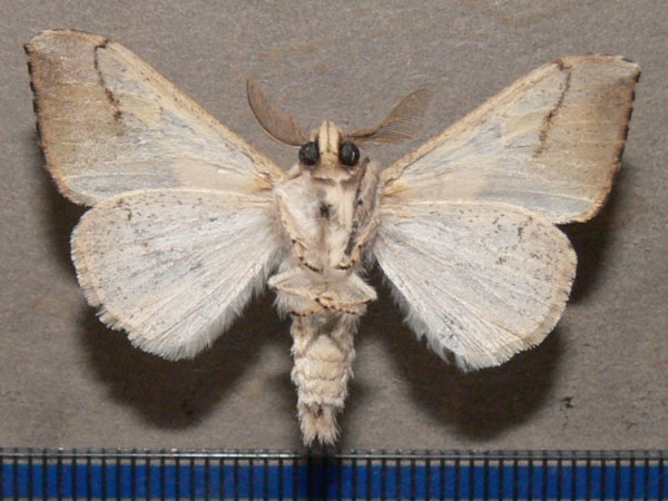 /filer/webapps/moths/media/images/A/amaura_Laelia_AM_Goffb_01.JPG