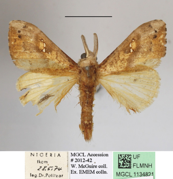 /filer/webapps/moths/media/images/A/amaura_Laelia_AM_MGCLa_01.JPG