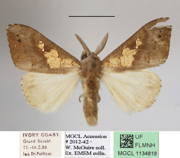 /filer/webapps/moths/media/images/A/amaura_Laelia_AM_MGCLa_02.JPG