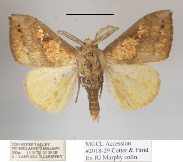 /filer/webapps/moths/media/images/A/amaura_Laelia_AM_MGCLa_03.JPG