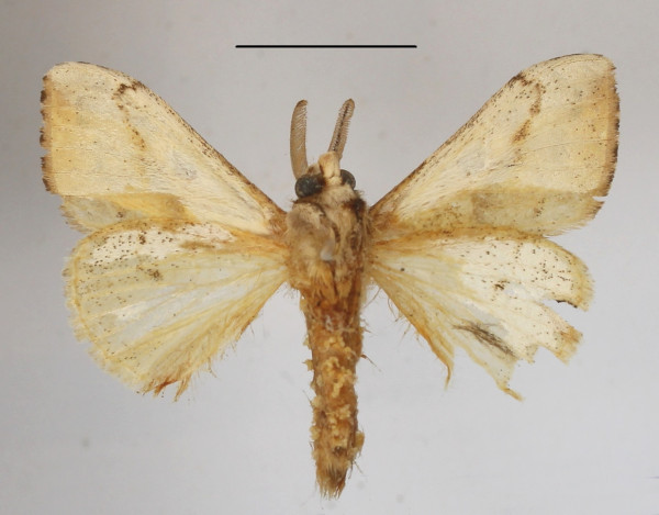 /filer/webapps/moths/media/images/A/amaura_Laelia_AM_MGCLb_01.JPG