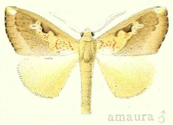 /filer/webapps/moths/media/images/A/amaura_Laelia_HT_Hering_23c.jpg