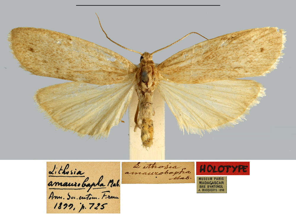 /filer/webapps/moths/media/images/A/amaurobapha_Lithosia_HT_MNHN.jpg