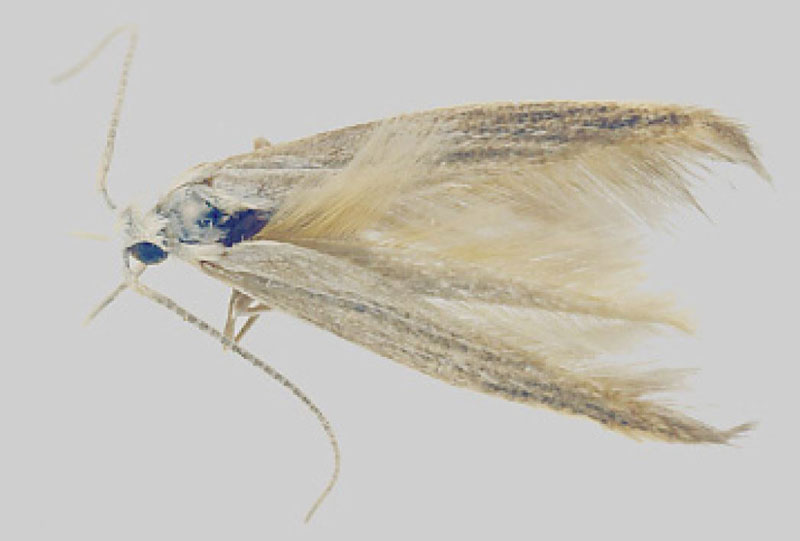 /filer/webapps/moths/media/images/A/amaurosella_Coleophora_HT_MfN.jpg