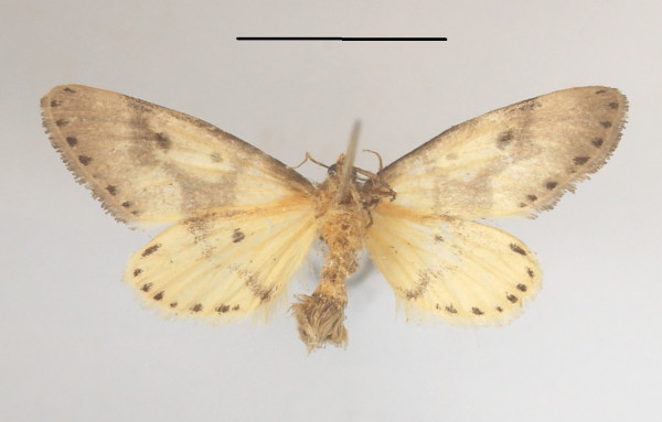 /filer/webapps/moths/media/images/A/ambages_Scalidomitra_A_MGCLb_01.jpg