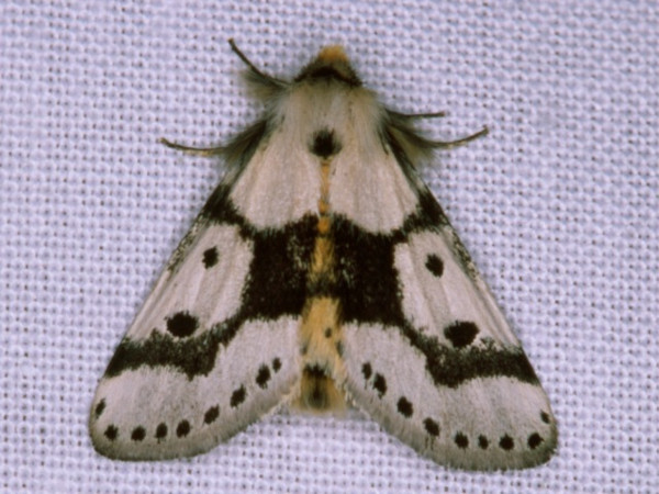 /filer/webapps/moths/media/images/A/ambages_Scalidomitra_A_Roland.jpg