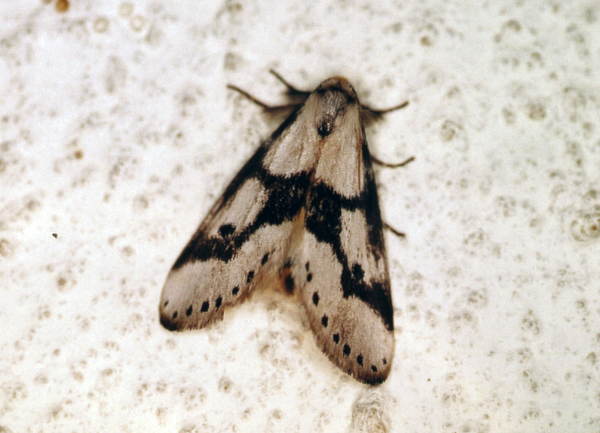 /filer/webapps/moths/media/images/A/ambages_Schalidomitra_A_Roland_06.jpg