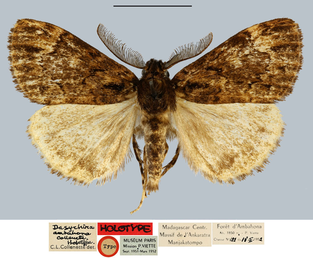/filer/webapps/moths/media/images/A/ambahona_Dasychira_HT_MNHN.jpg