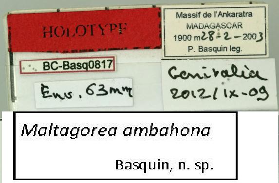 /filer/webapps/moths/media/images/A/ambahona_Maltagorea_HTL_Basquin.jpg