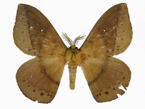 /filer/webapps/moths/media/images/A/ambahona_Maltagorea_HT_Basquin.jpg
