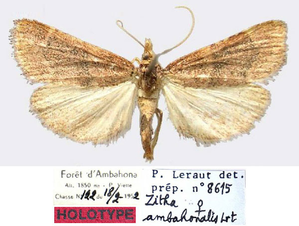 /filer/webapps/moths/media/images/A/ambahonalis_Zitha_HT_MNHN.jpg