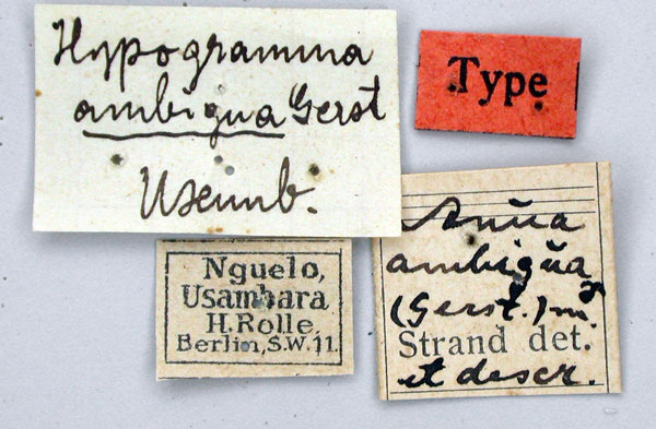 /filer/webapps/moths/media/images/A/ambigua_Hypogramma_NAT_ZMHBl.jpg