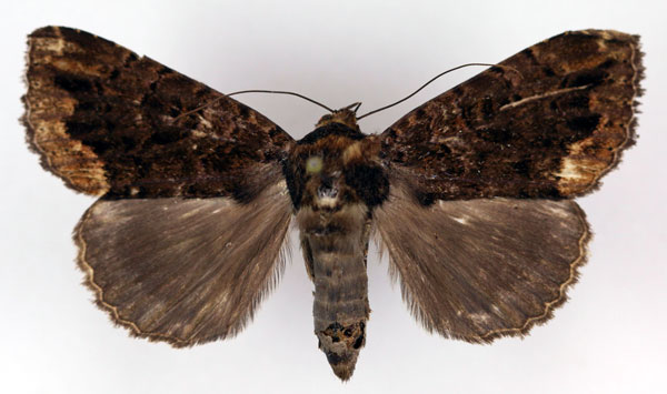 /filer/webapps/moths/media/images/A/ambigua_Tolna_AF_RMCA.jpg
