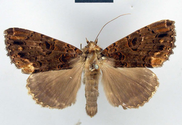 /filer/webapps/moths/media/images/A/ambigua_Tolna_NAT_ZMHB.jpg