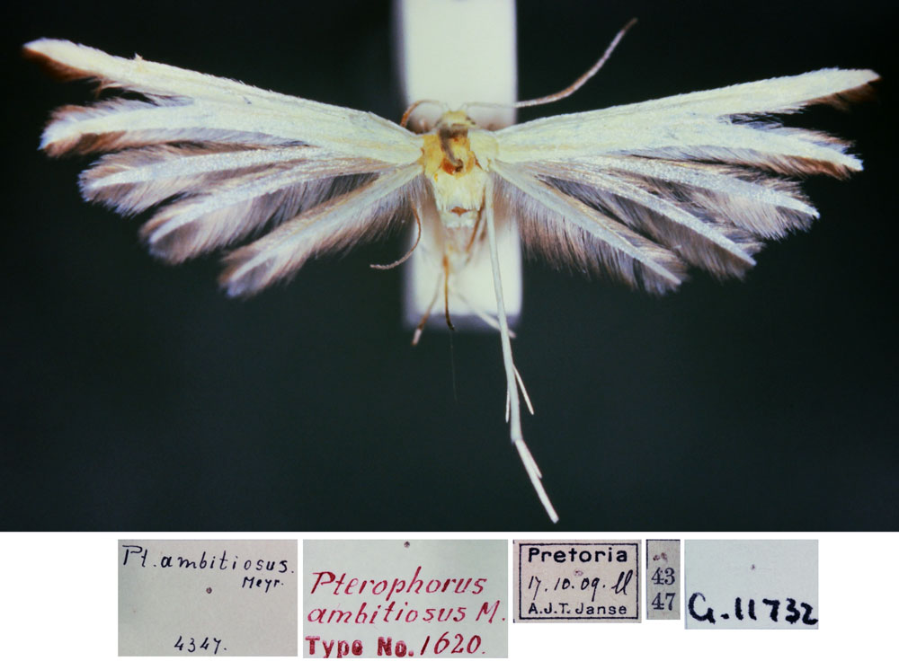 /filer/webapps/moths/media/images/A/ambitiosus_Pterophorus_HT_TMSA.jpg