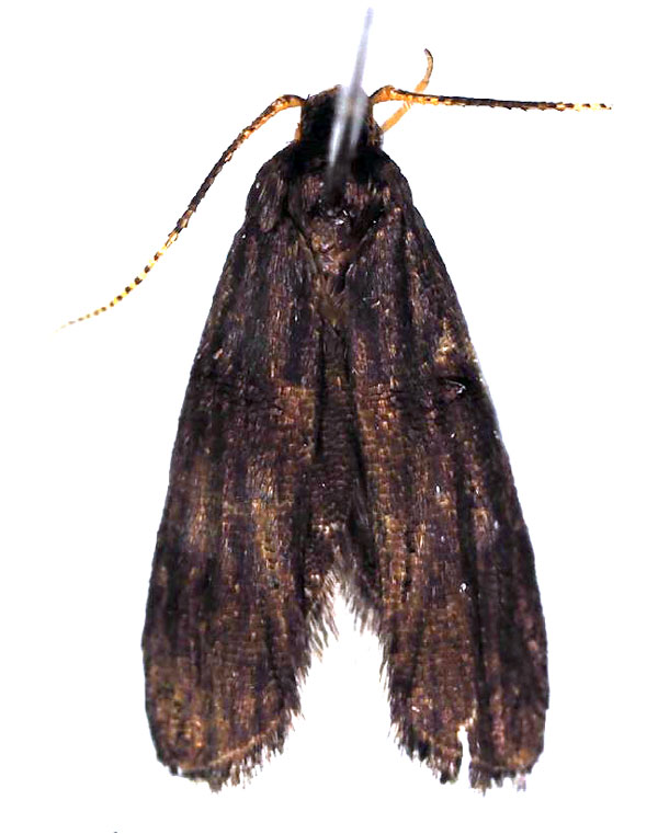 /filer/webapps/moths/media/images/A/ambliodes_Thubdora_AM_BMNH.jpg
