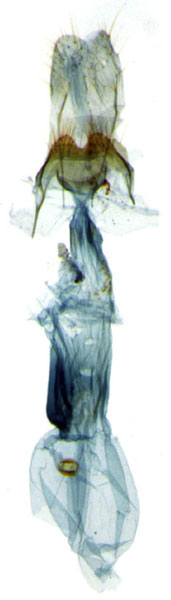 /filer/webapps/moths/media/images/A/ambliodes_Thubdora_GF_BMNH_KP7273.jpg