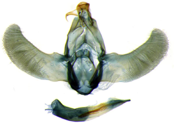 /filer/webapps/moths/media/images/A/ambliodes_Thubdora_GM_BMNH_KP7278.jpg