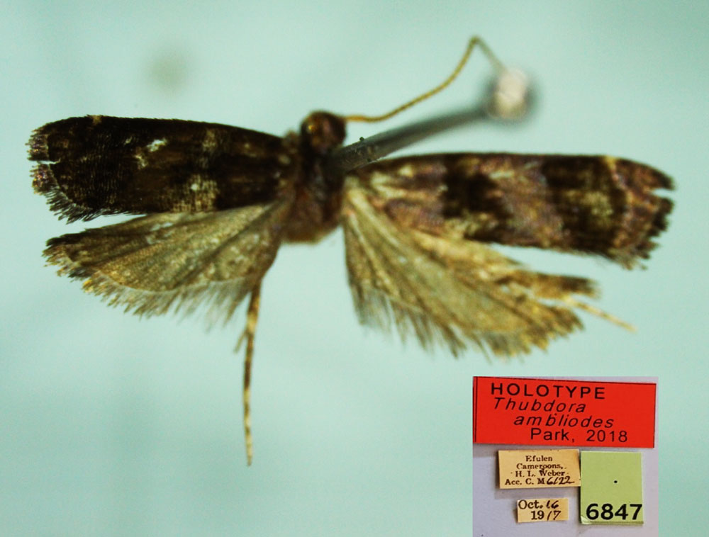 /filer/webapps/moths/media/images/A/ambliodes_Thubdora_HT_CMP.jpg