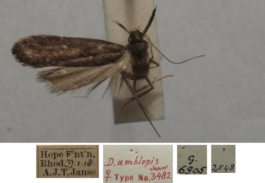 /filer/webapps/moths/media/images/A/amblopis_Daemonarcha_FPT_TMSA.jpg