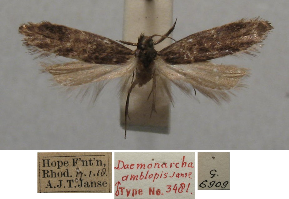 /filer/webapps/moths/media/images/A/amblopis_Daemonarcha_MHT_TMSA.jpg