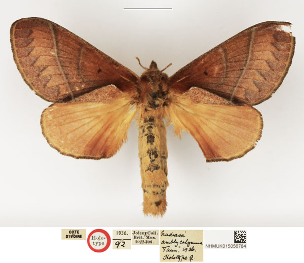 /filer/webapps/moths/media/images/A/amblycalymma_Nadiasa_HT_NHMUK.jpg