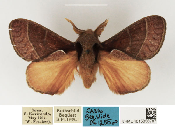 /filer/webapps/moths/media/images/A/amblycalymma_Stoermeriana_AM_NHMUK.jpg