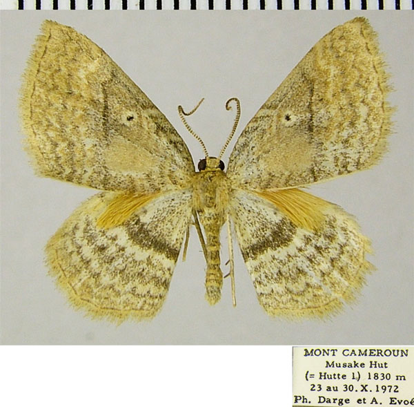 /filer/webapps/moths/media/images/A/amblycoma_Asthenotricha_AM_ZSMa.jpg