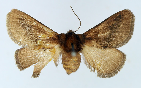 /filer/webapps/moths/media/images/A/amblygrapta_Brachia_AF_TMSA.jpg