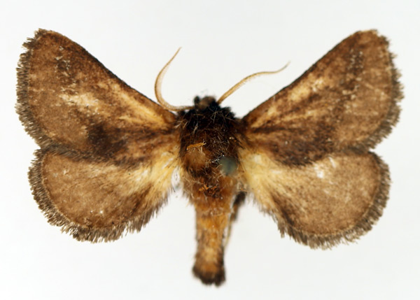 /filer/webapps/moths/media/images/A/amblygrapta_Brachia_AM_TMSA.jpg