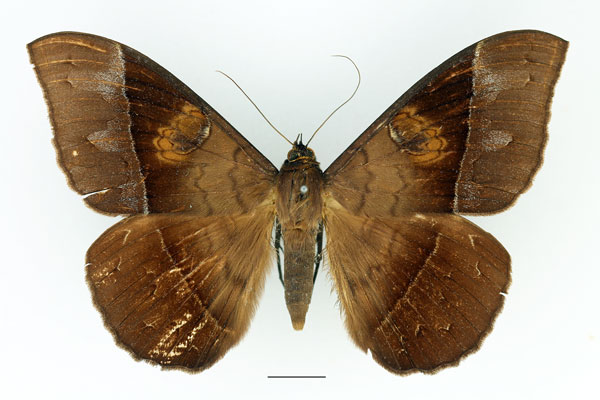 /filer/webapps/moths/media/images/A/amblyops_Cyligramma_AF_Basquin_01.jpg