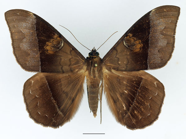 /filer/webapps/moths/media/images/A/amblyops_Cyligramma_AF_Basquin_02.jpg