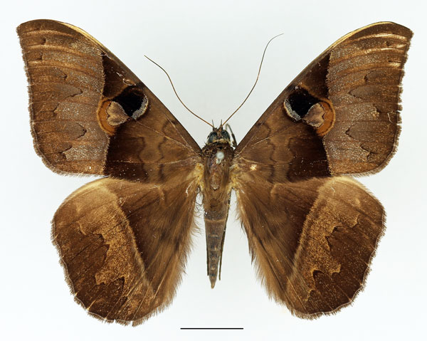 /filer/webapps/moths/media/images/A/amblyops_Cyligramma_AM_Basquin_01.jpg