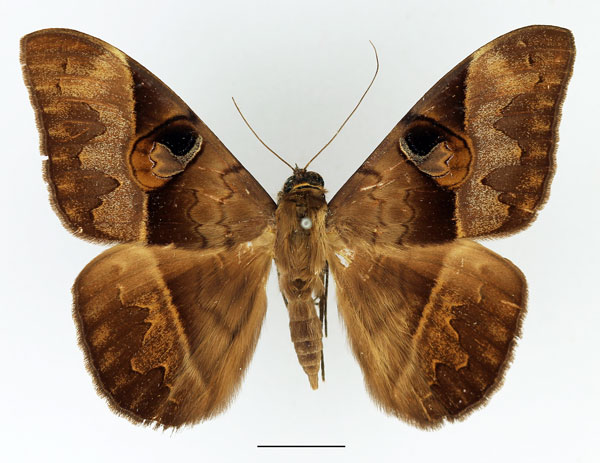 /filer/webapps/moths/media/images/A/amblyops_Cyligramma_AM_Basquin_02.jpg