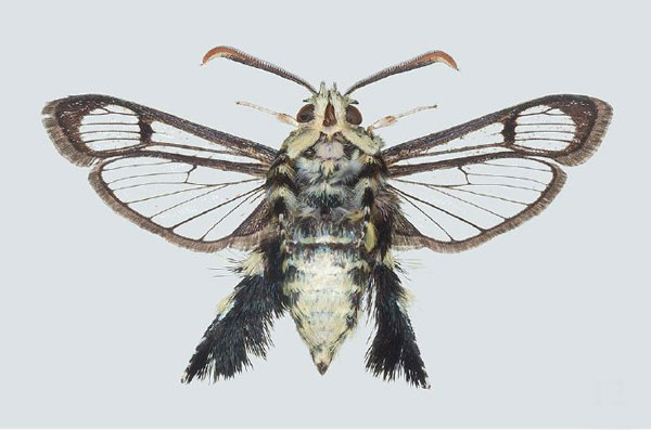 /filer/webapps/moths/media/images/A/ambo_Melittia_HT_COGM_02.jpg